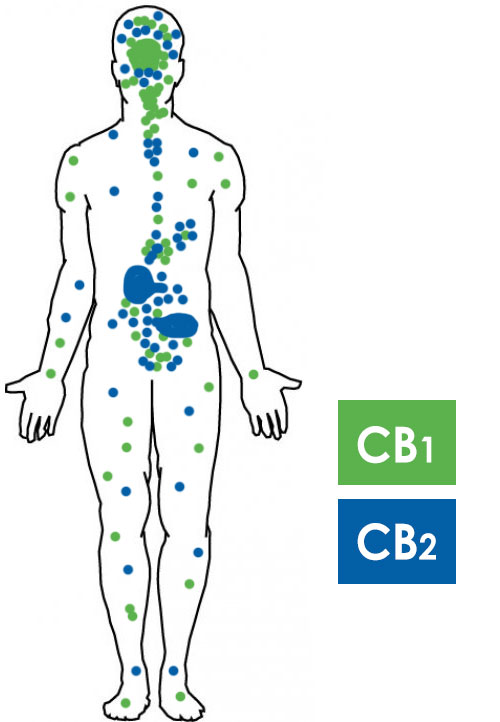 How CBD Helps The Immune System