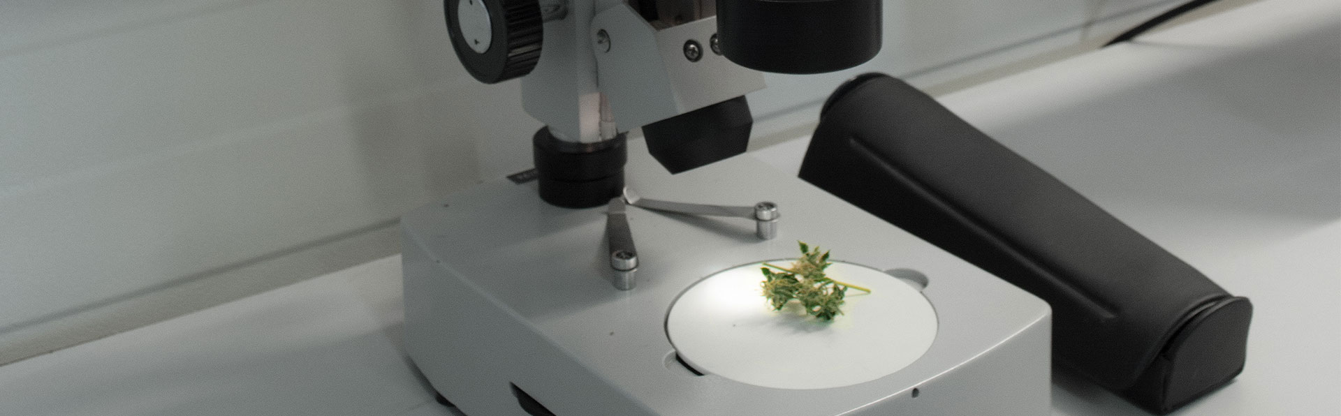 Cannabis under a microscope