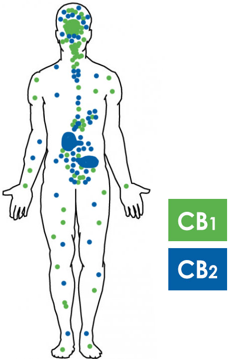 The endocannabinoid system (ECS) diagram of fat 